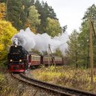 Herbst im Selketal