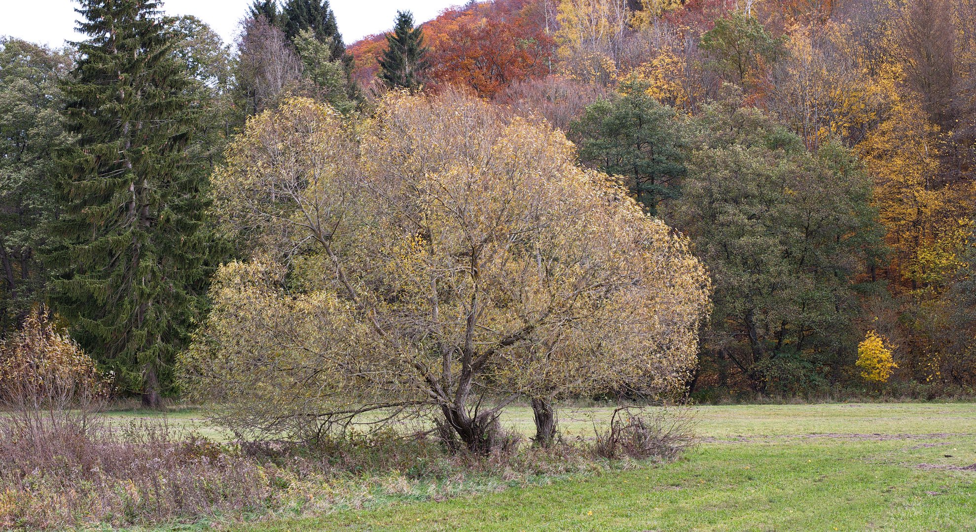 Herbst im Selketal - Harz