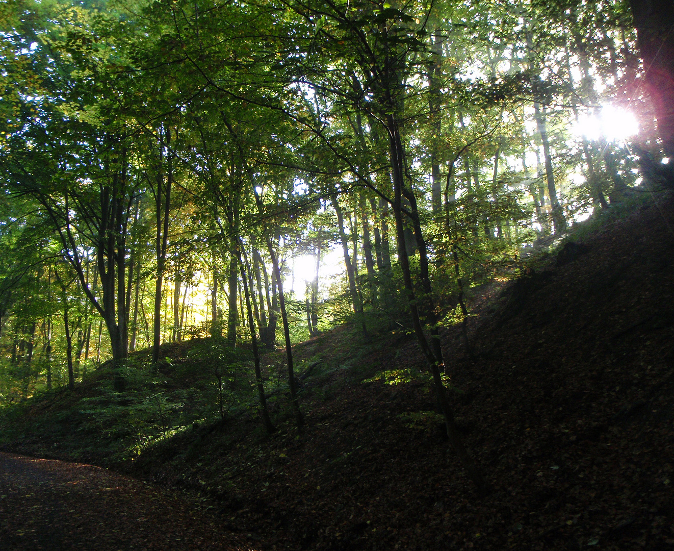 Herbst im Siebengebirge 1