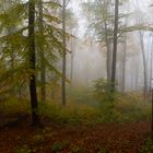 Herbst im Siebengebirge