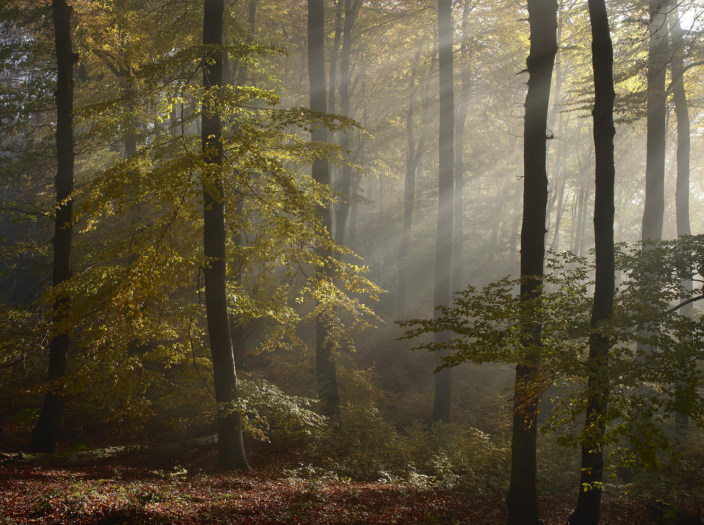 Herbst im Siebengebirge