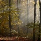 Herbst im Siebengebirge