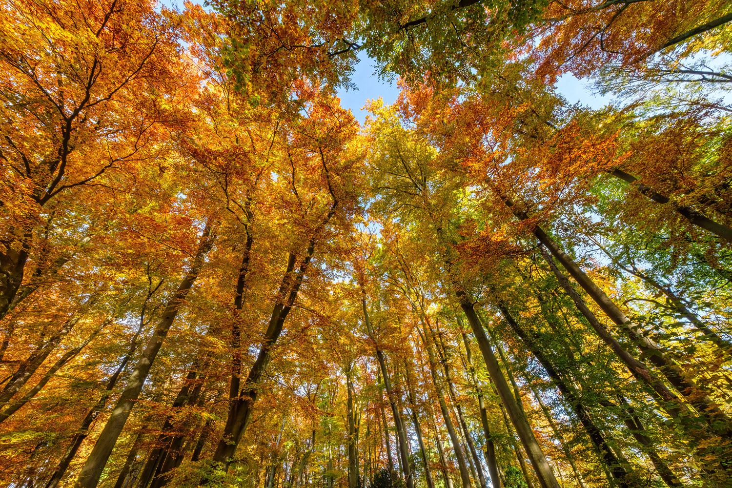 Herbst im Siebentischwald