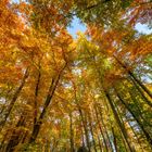 Herbst im Siebentischwald