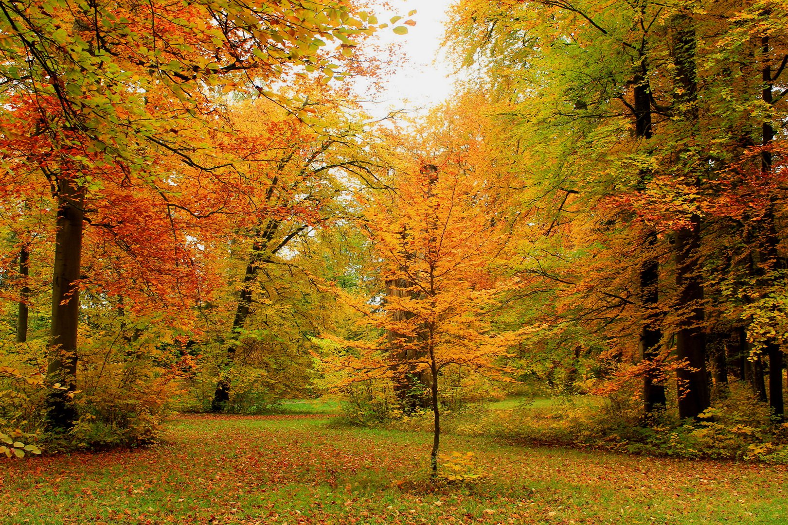 Herbst im Siebentischwald