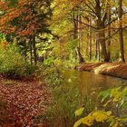 Herbst im Siebentischwald II