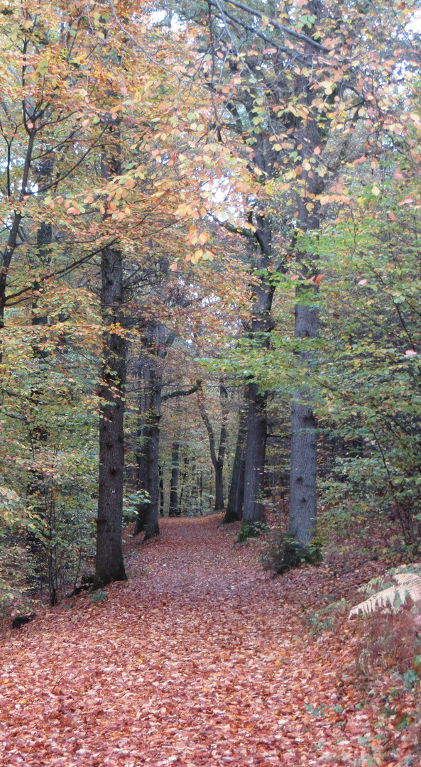 Herbst im Siegerland