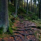 Herbst im Silberbachtal