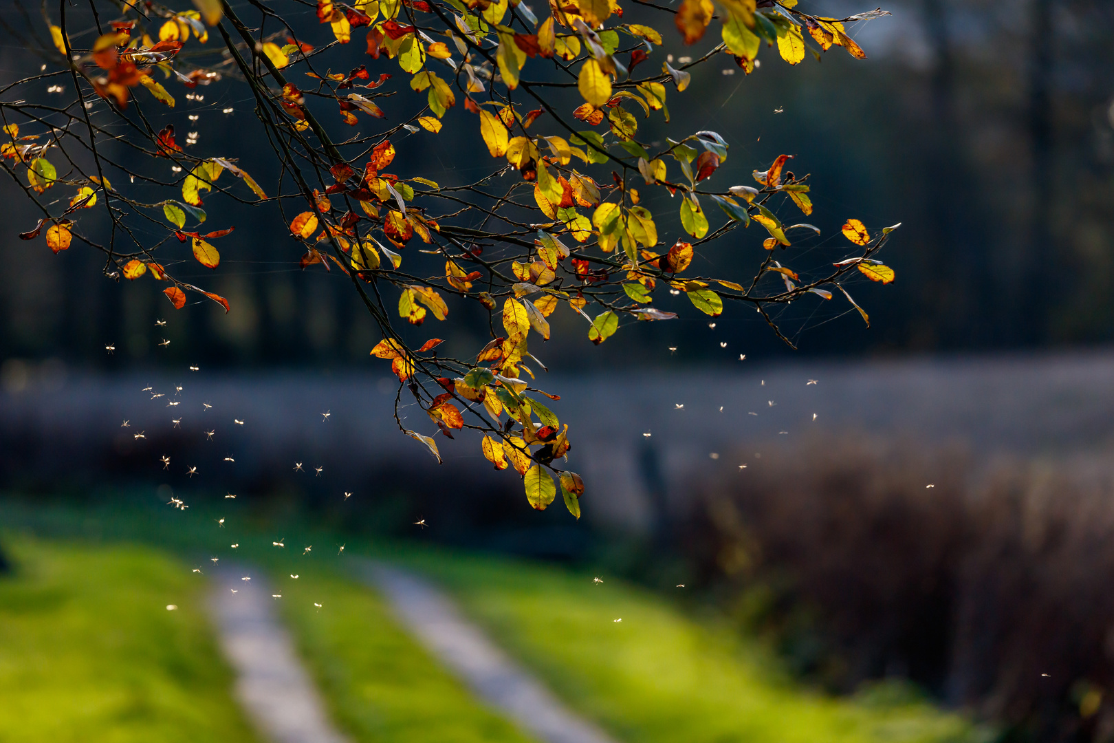 Herbst im Solling