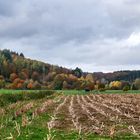 Herbst im Solling