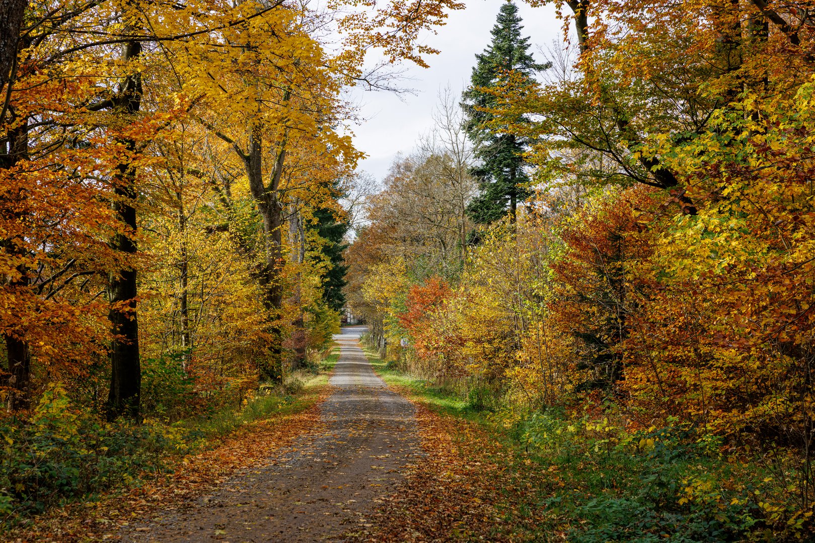 Herbst im Solling