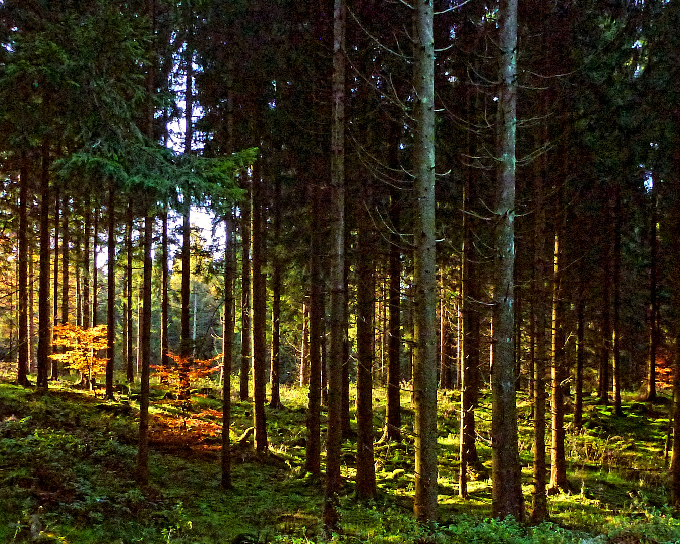 -Herbst im Sollingwald-