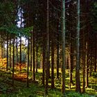 -Herbst im Sollingwald-