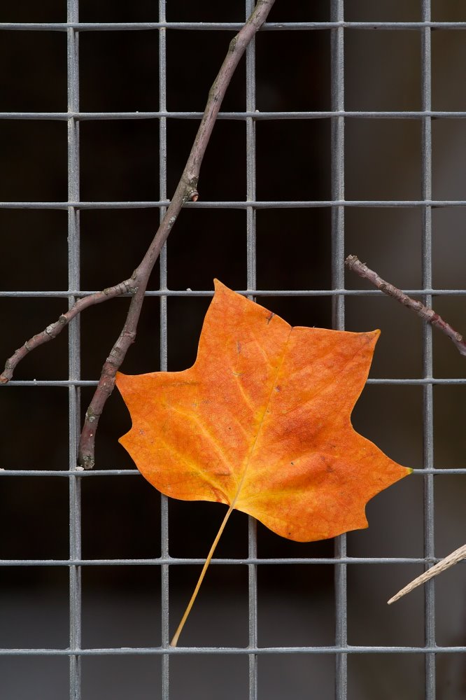 Herbst im Sommer