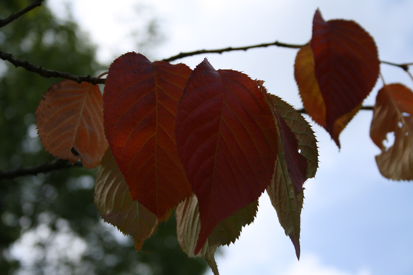 Herbst im Sommer