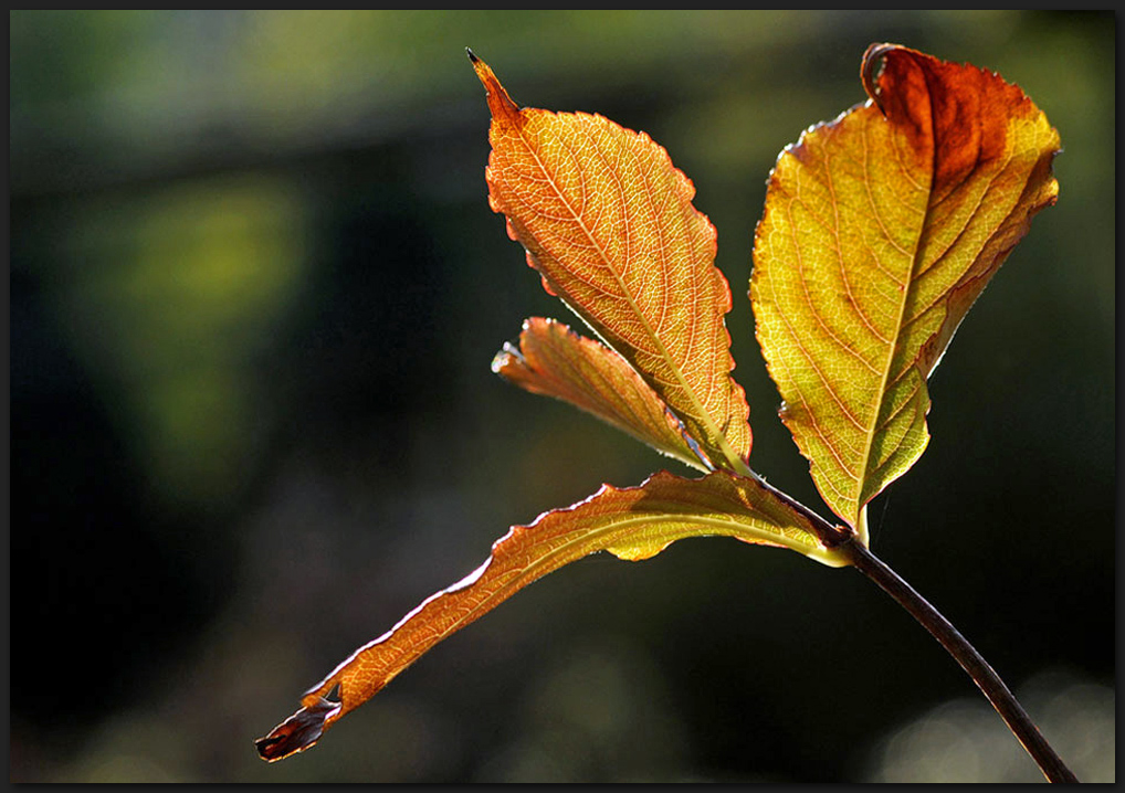 Herbst im Sonnenlicht