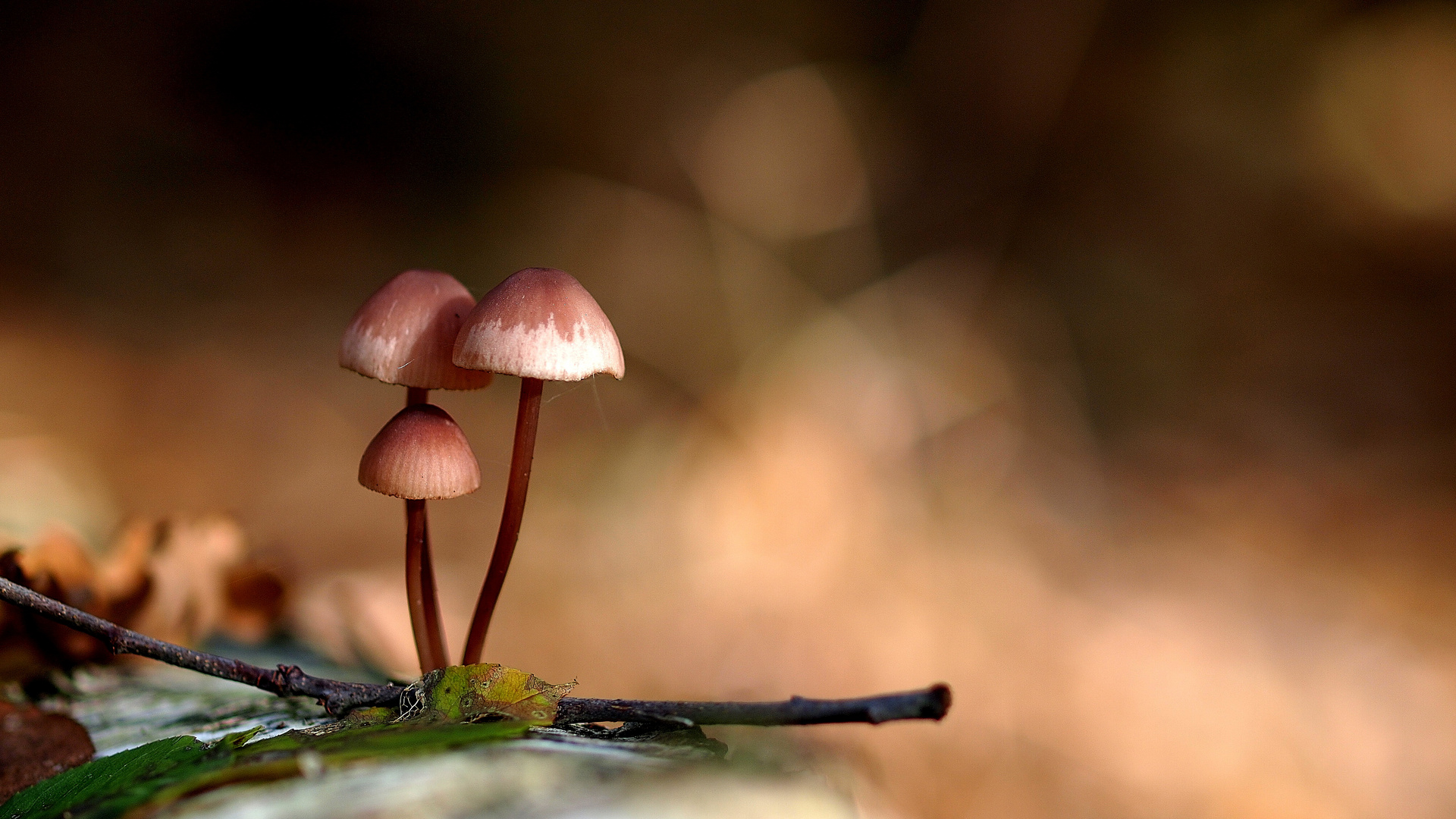 Herbst im Spandauer Forst (1)