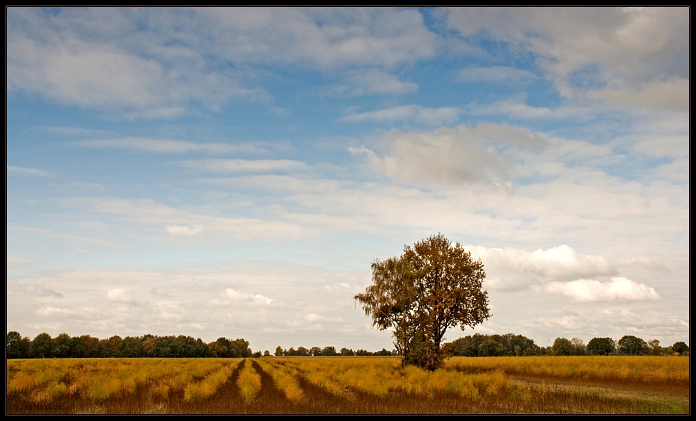 Herbst im Spargelfeld