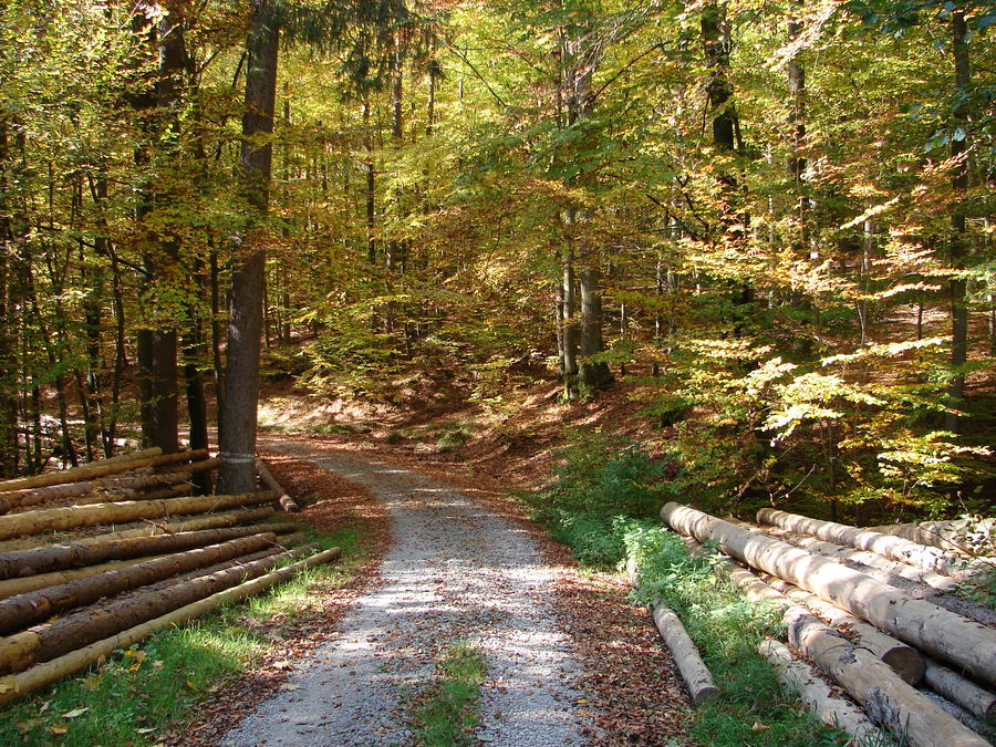 Herbst im Spessart