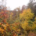 Herbst im Spessart 2