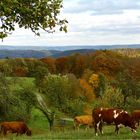 Herbst im Spessart