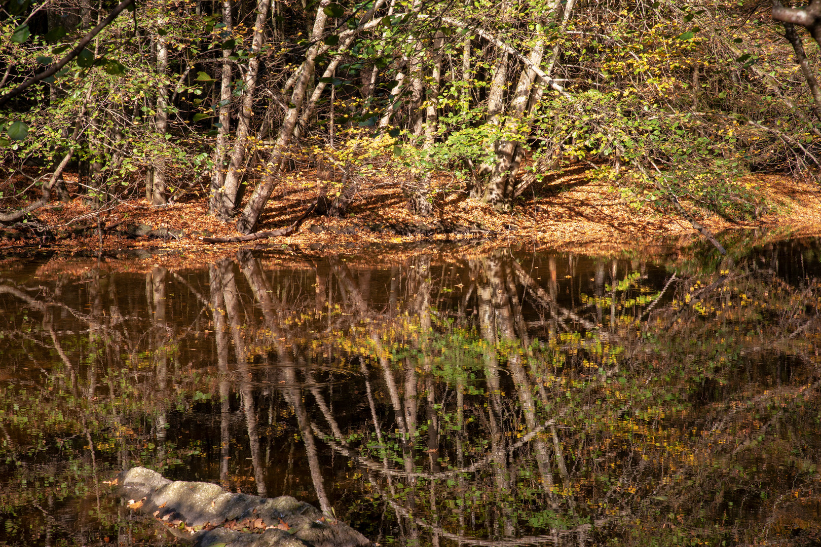 Herbst im Spiegel