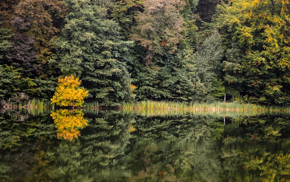 Herbst im Spiegel