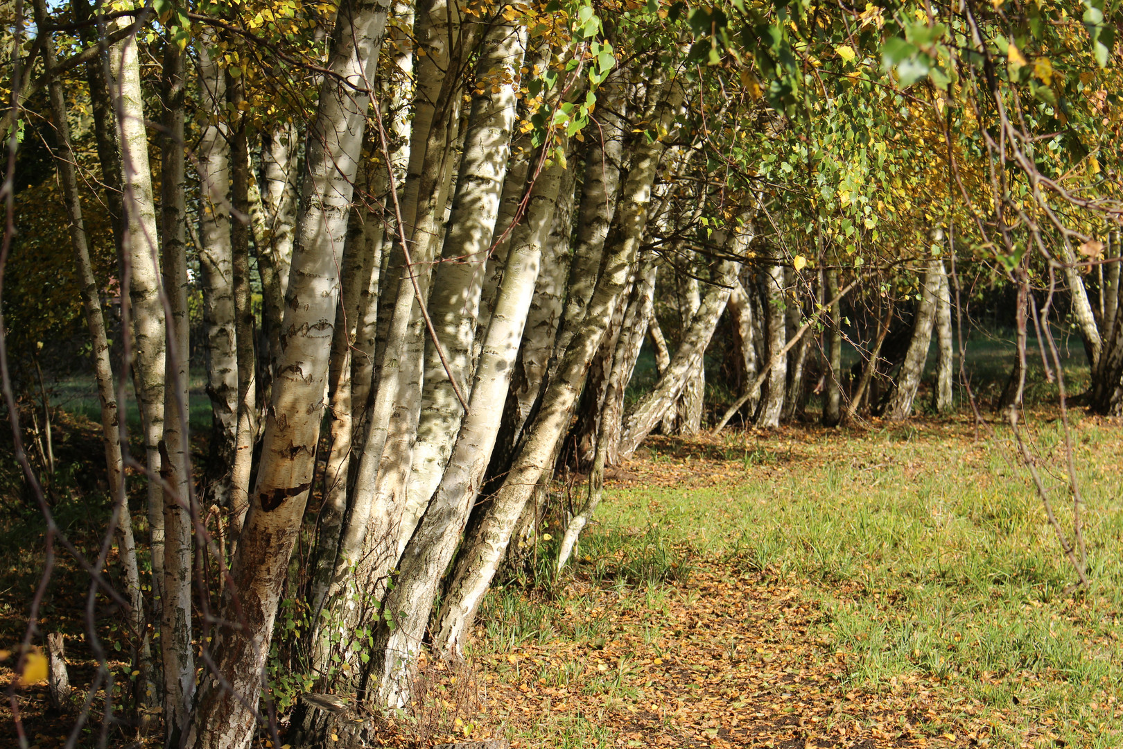 Herbst im Spreewald