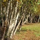 Herbst im Spreewald