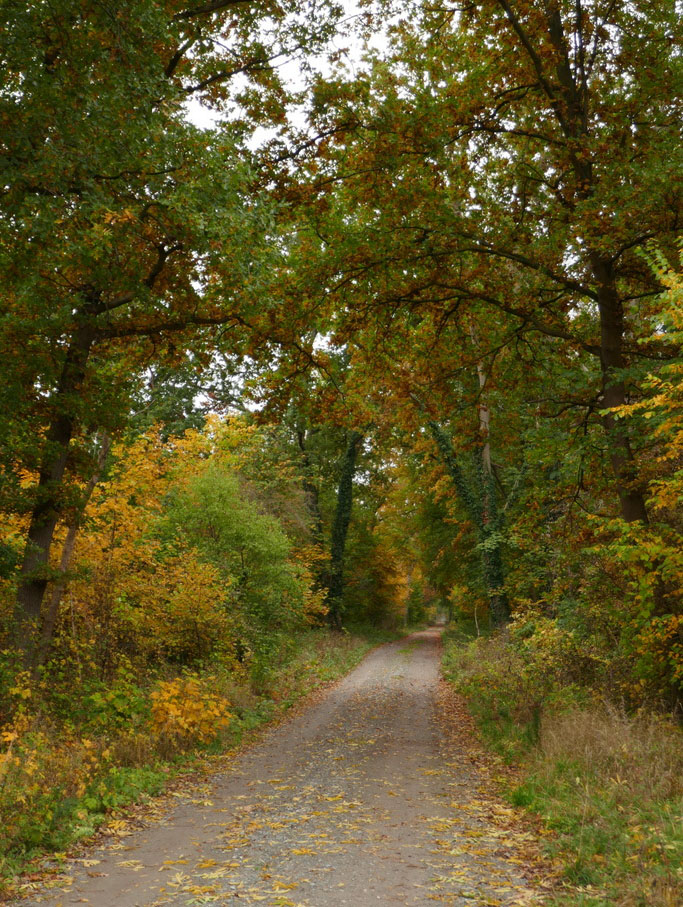 Herbst im Stadtforst