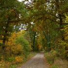 Herbst im Stadtforst