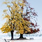 Herbst im Stadtgarten