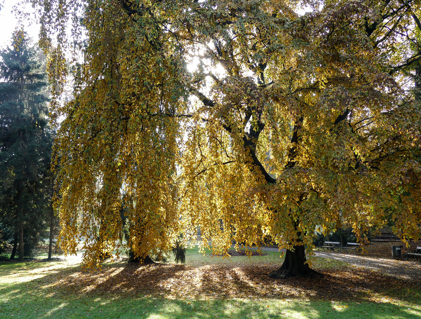 Herbst im Stadtpark 1