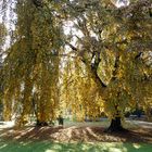 Herbst im Stadtpark 1