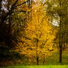 Herbst im Stadtpark -1 -