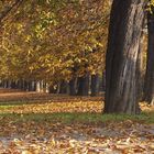 Herbst im Stadtpark - 2