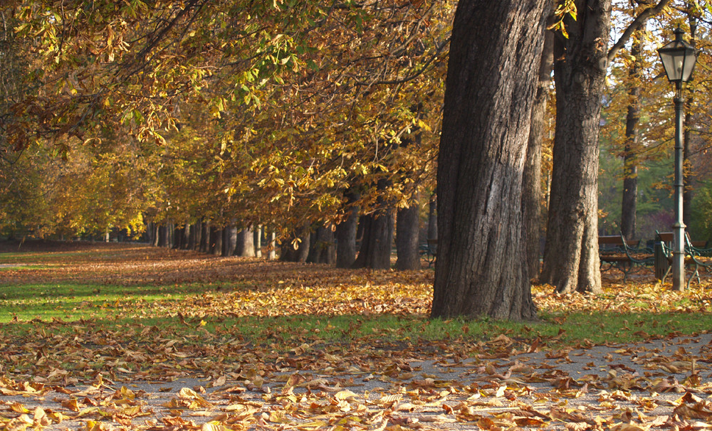 Herbst im Stadtpark - 2