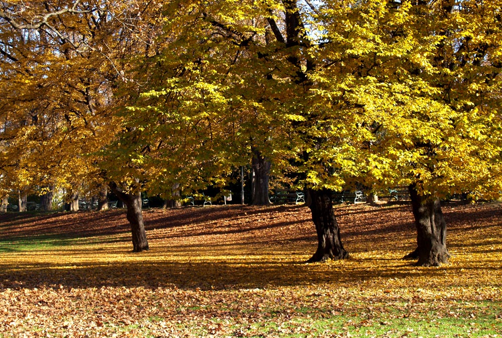 Herbst im Stadtpark - 3