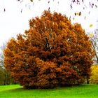 Herbst im Stadtpark -3 -