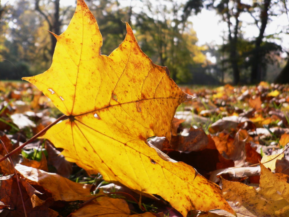 Herbst im Stadtpark