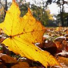 Herbst im Stadtpark