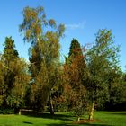 herbst im stadtpark goch