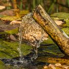 Herbst im Stadtpark Hannover III