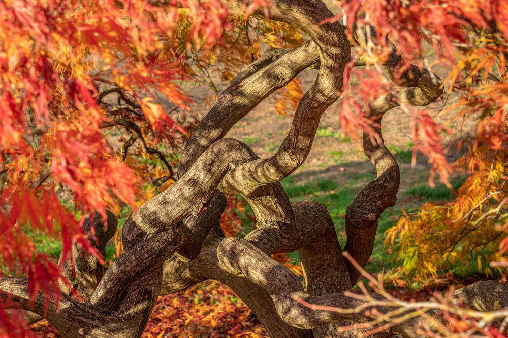 Herbst im Stadtpark Hannover IX