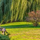 Herbst im Stadtpark Hannover V