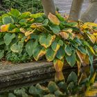 Herbst im Stadtpark Hannover VI