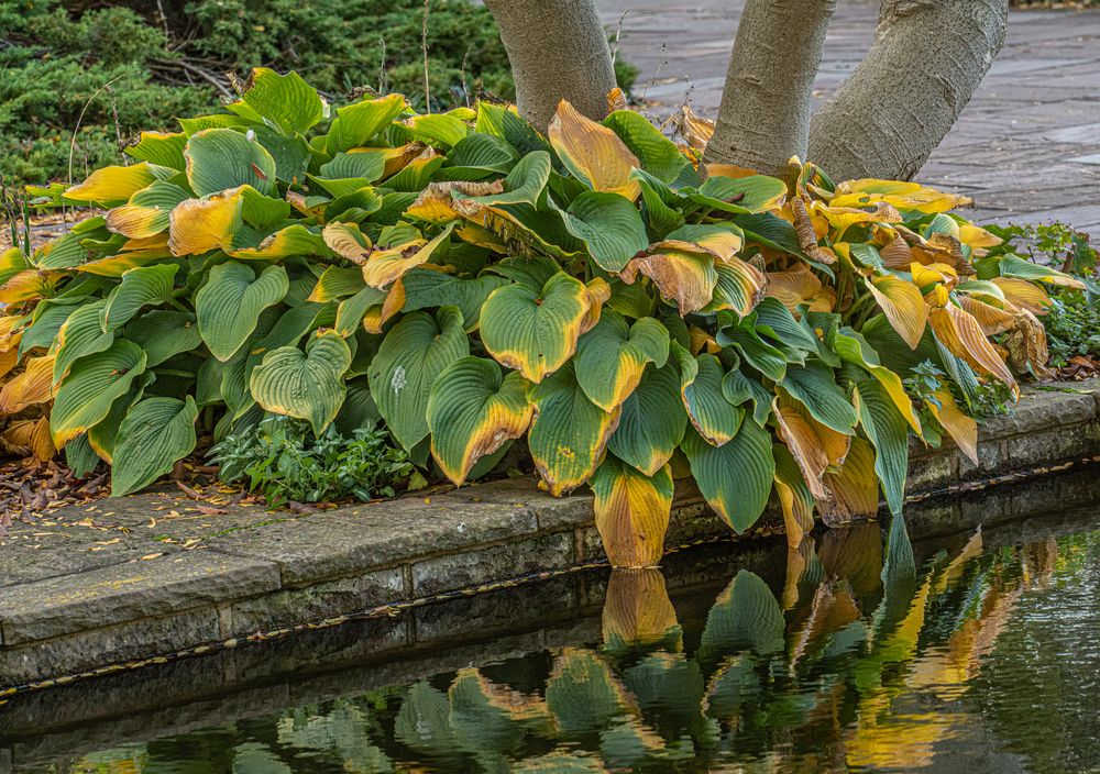 Herbst im Stadtpark Hannover VI