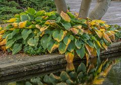 Herbst im Stadtpark Hannover VI