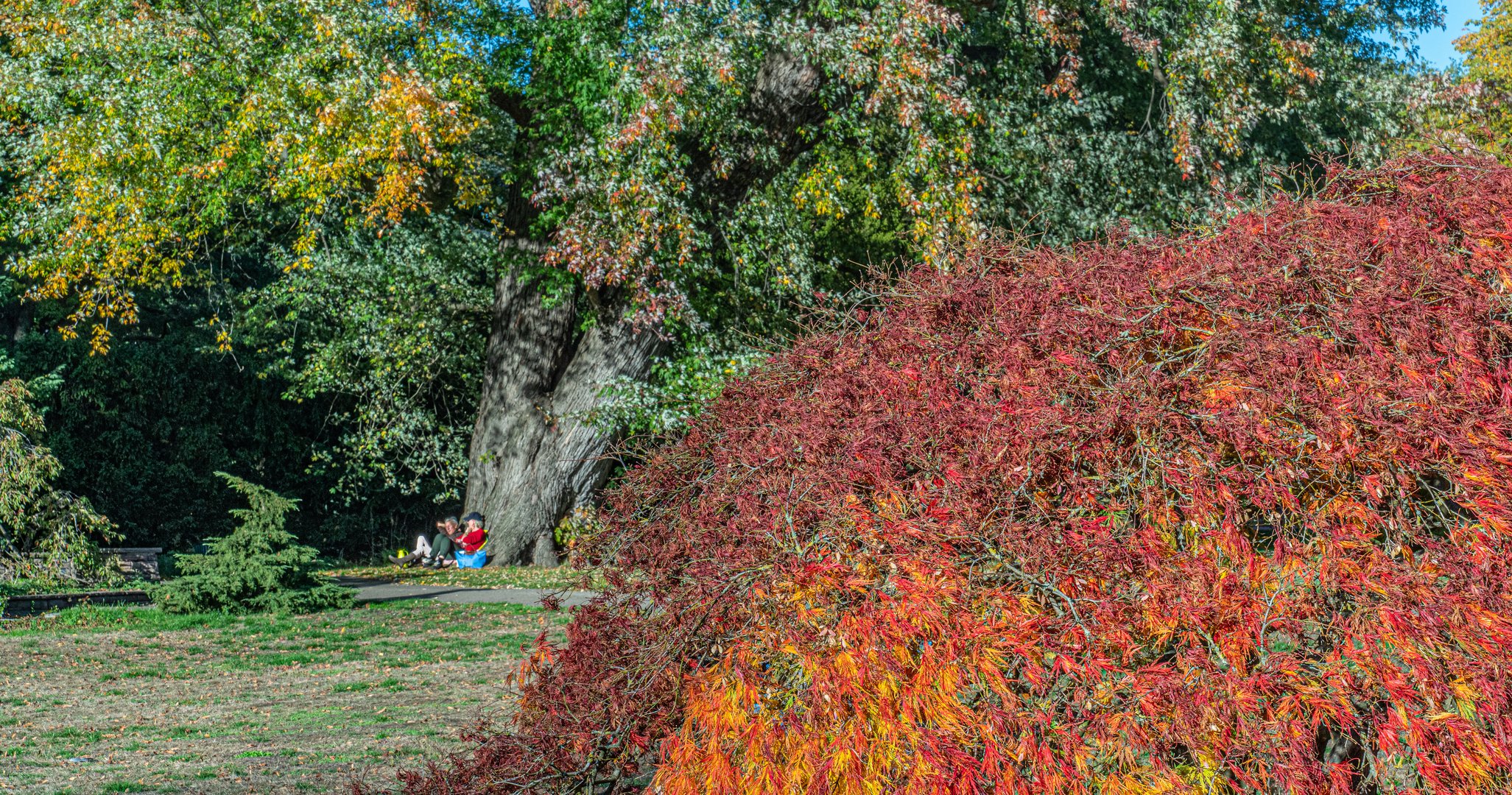 Herbst im Stadtpark Hannover XI