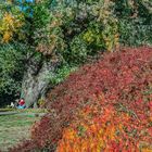 Herbst im Stadtpark Hannover XI